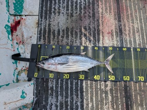 カツオの釣果