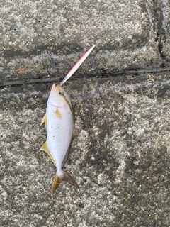 ショゴの釣果