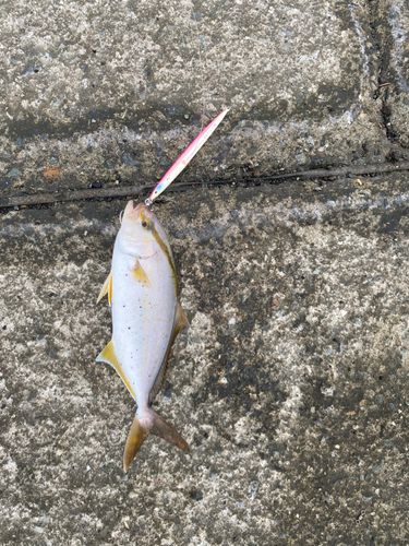 ショゴの釣果