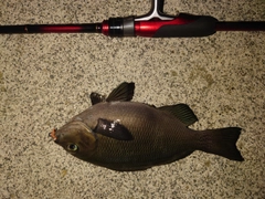メジナの釣果