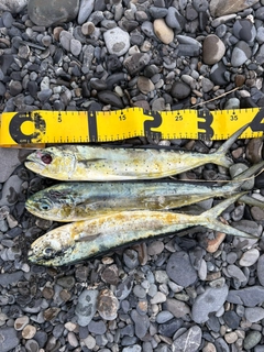 シイラの釣果