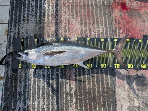 コシナガマグロの釣果