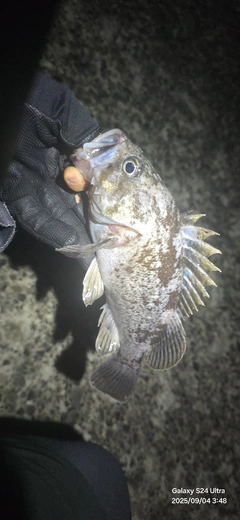 クロソイの釣果