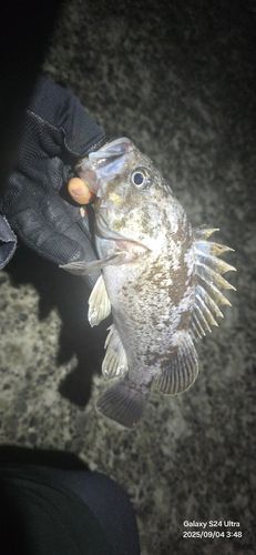 クロソイの釣果