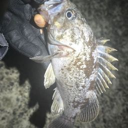 クロソイ