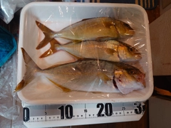 シオの釣果
