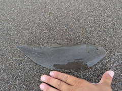 シタビラメの釣果