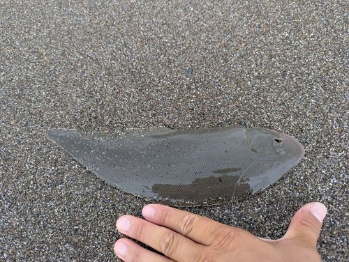 シタビラメの釣果