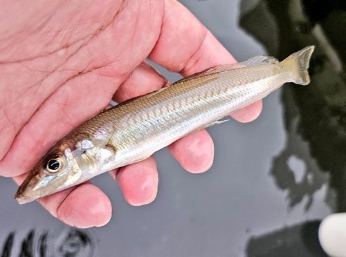 キスの釣果