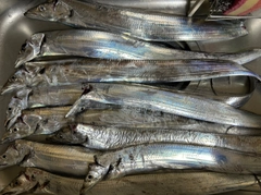 タチウオの釣果