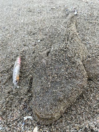 コチの釣果