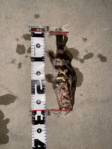 タケノコメバルの釣果