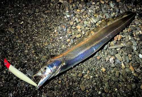 タチウオの釣果