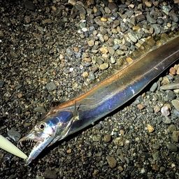 タチウオ
