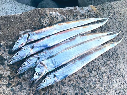 タチウオの釣果