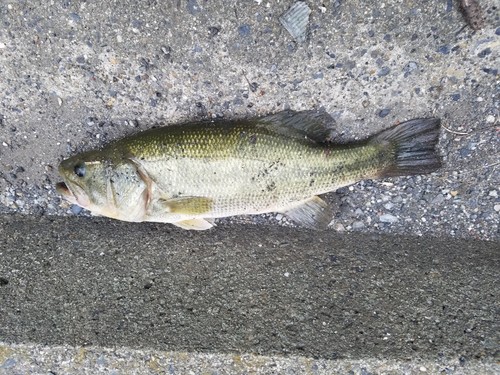 ラージマウスバスの釣果