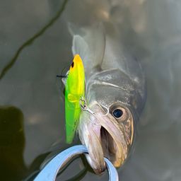 シーバス