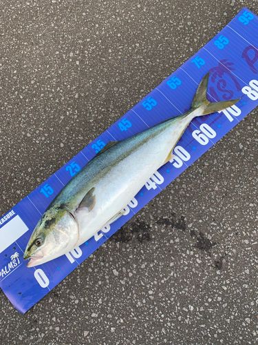 ワラサの釣果