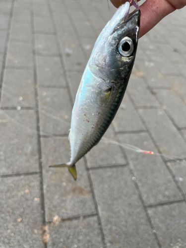 サバの釣果