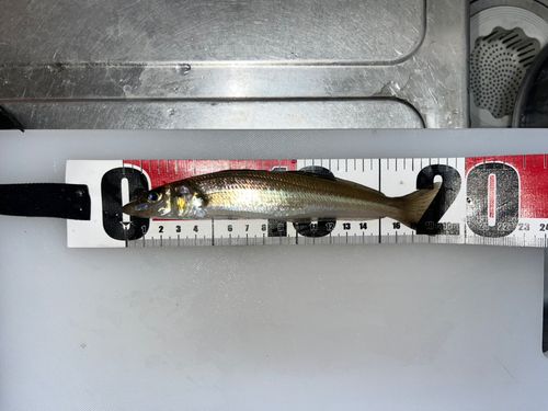 キスの釣果