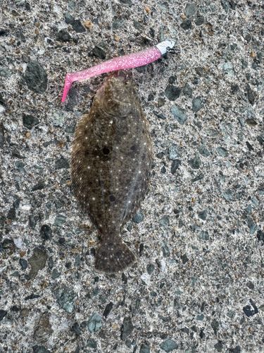 ソゲの釣果