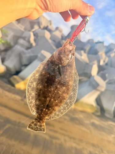 ソゲの釣果