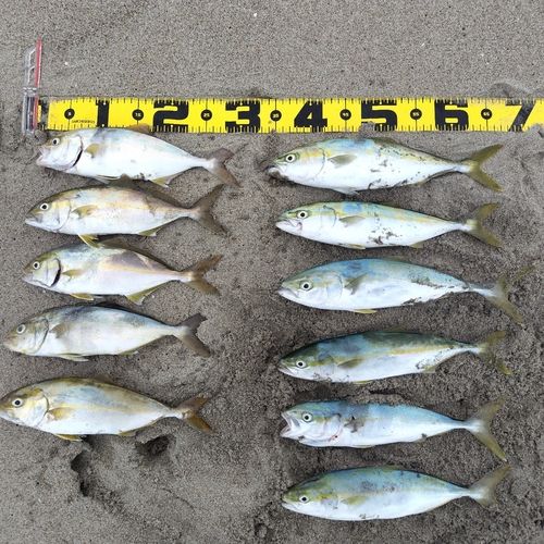 ショゴの釣果