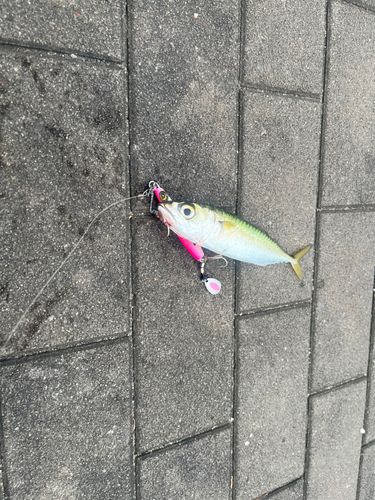 サバの釣果
