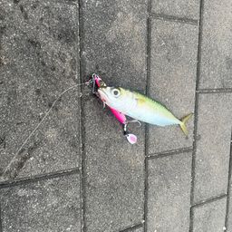 サバ