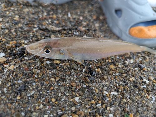シロギスの釣果
