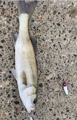 シーバスの釣果