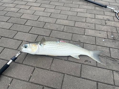 ボラの釣果