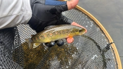 ブラウントラウトの釣果
