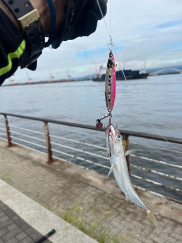 サバの釣果