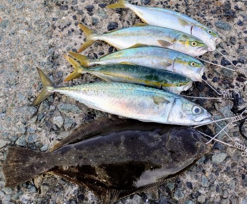 ヒラメの釣果