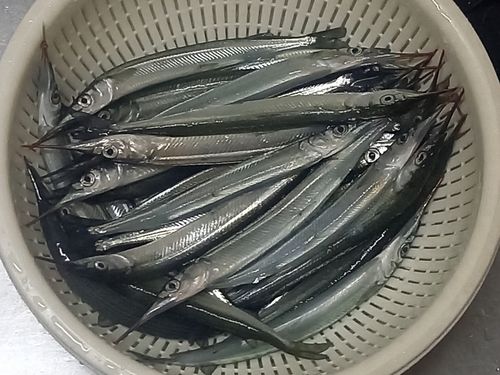 サヨリの釣果