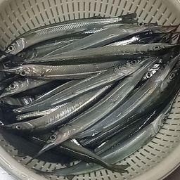 サヨリ