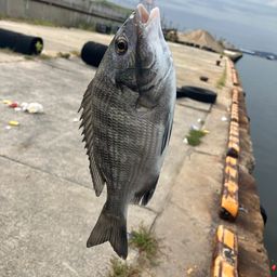 チヌ
