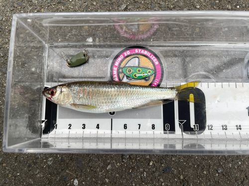 オイカワの釣果