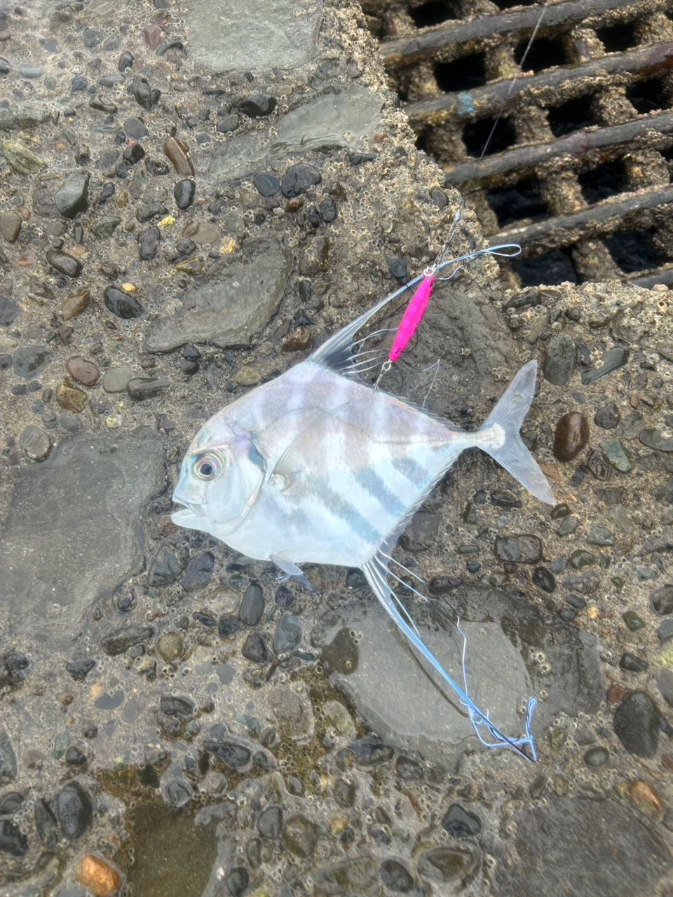 ワカシ