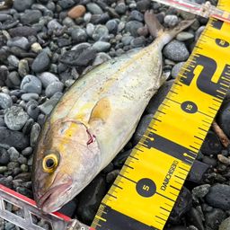 ショゴ