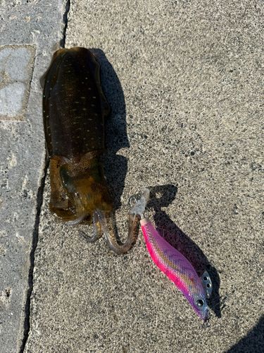 アオリイカの釣果