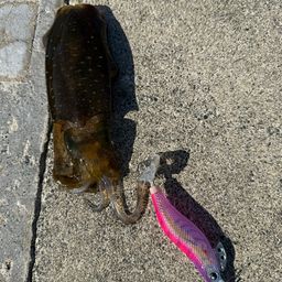 アオリイカ