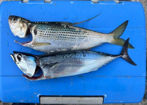 ヒラソウダの釣果