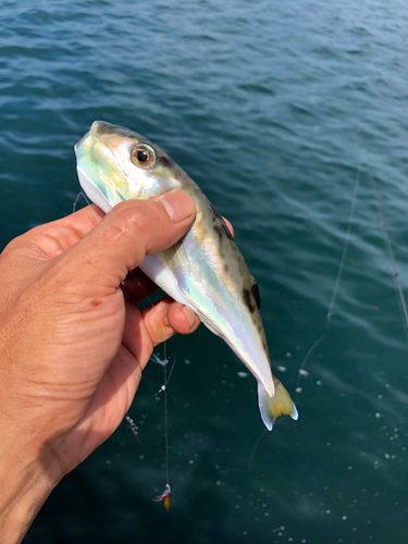 シロサバフグの釣果