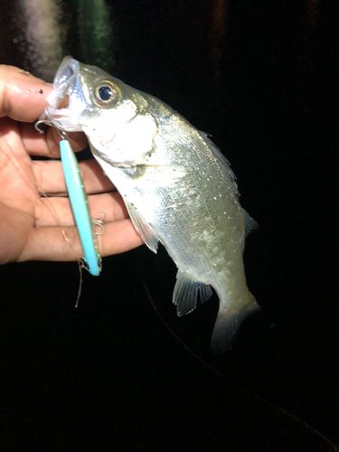 セイゴ（ヒラスズキ）の釣果