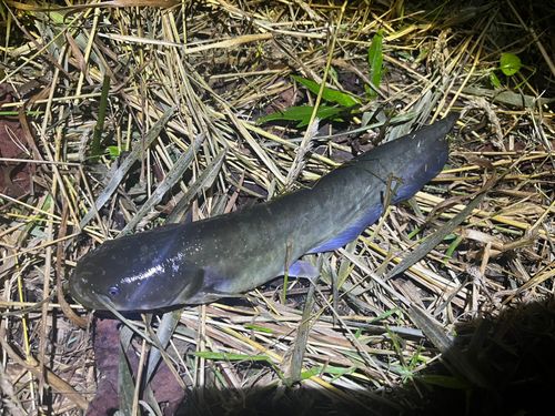 ナマズの釣果