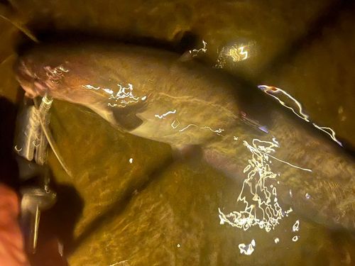 ナマズの釣果