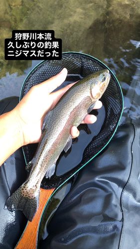 ニジマスの釣果