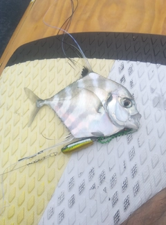 イトヒキアジの釣果